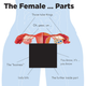 Illustration for article titled Renowned Hoo-Ha Doctor Wins Nobel Prize For Medical Advancements Down There
